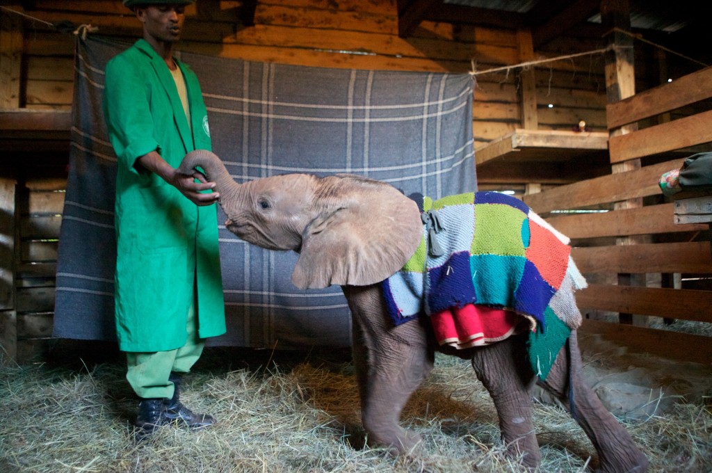 Baby Elephant and carer. Image is copyright to The David Sheldrick Wildlife Trust.