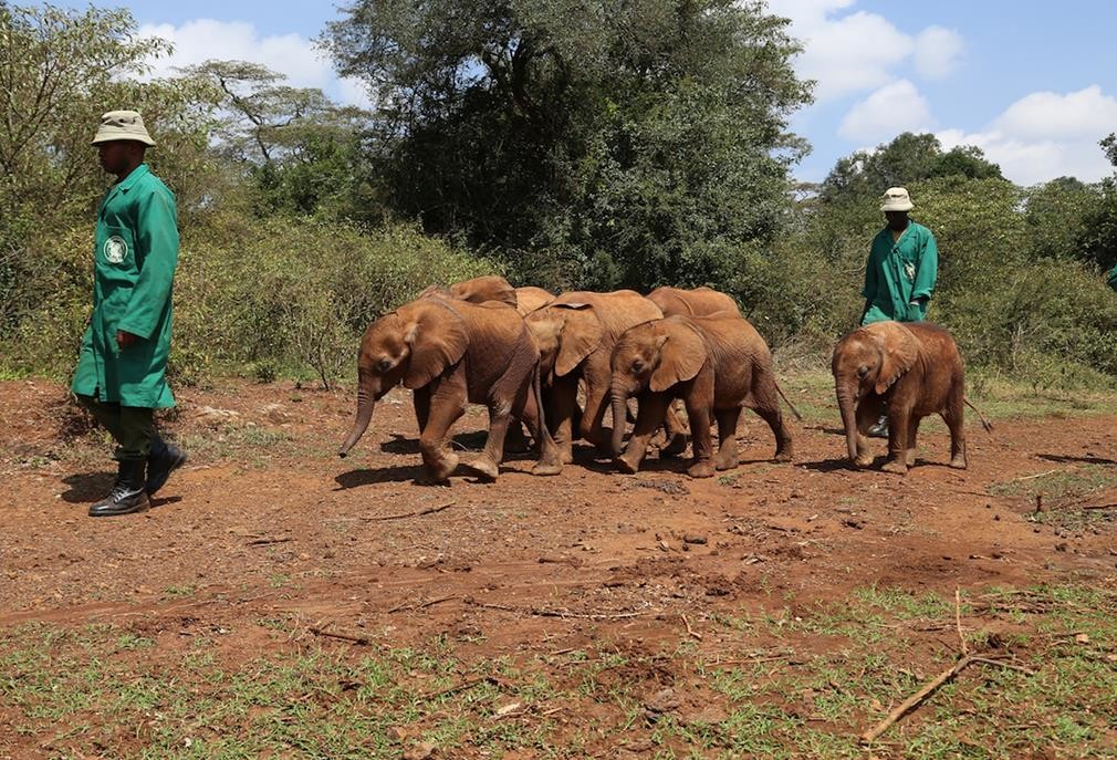 Baby Elephant group and carers. Image is copyright to The David Sheldrick Wildlife Trust.