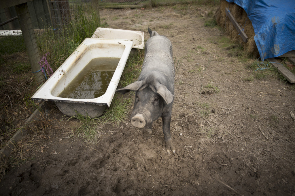 Goodlife Farm Pig