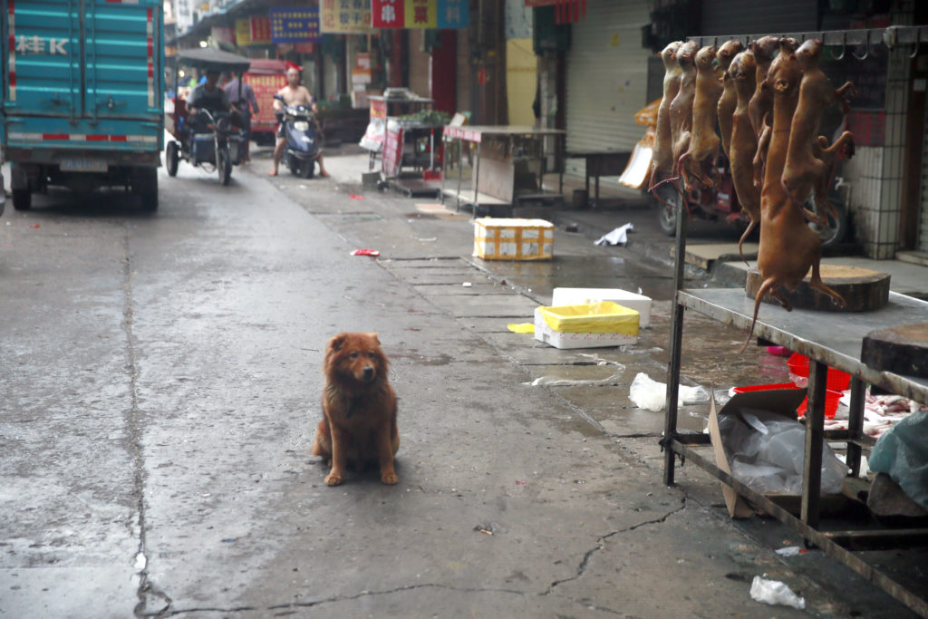Dogs hung up for sale for meat in Dong Kou market, as a dog looks on.