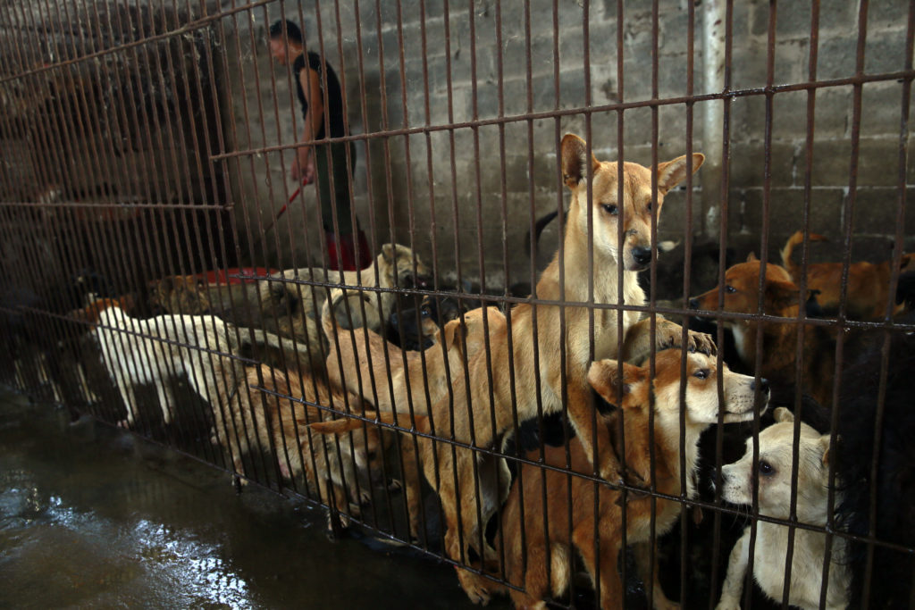 In a slaughterhouse, hundreds of pet dogs await their own death, while they watch as their companions are slaughtered in front of them.